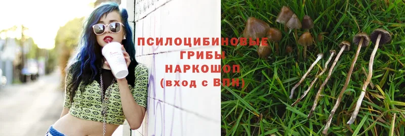 Псилоцибиновые грибы Psilocybe  купить   Ясногорск 